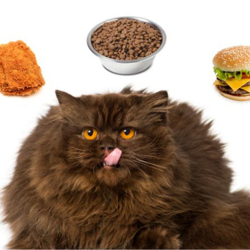 Overweight Cat: Why Being A Fat Cat Isn’t Always A Good Thing